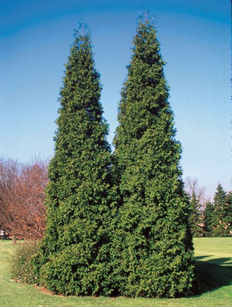 Spring Grove® - Western Arborvitae - Thuja plicata | Proven Winners