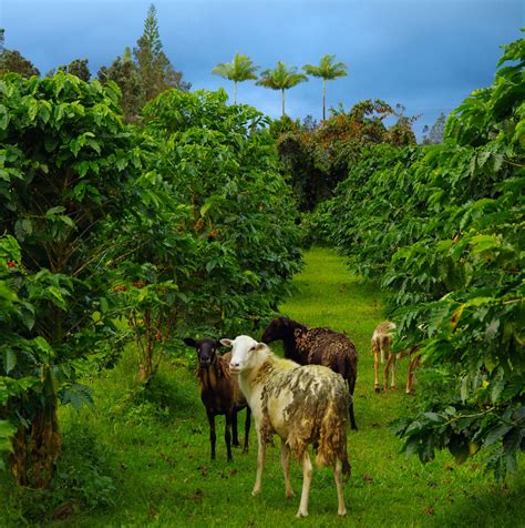 A Guide to Hawaiian Coffee Growing Regions - Learn the Difference | Big Island Coffee Roasters