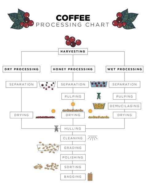 What Does Coffee Processing Mean? | Kaldi's Coffee Blog