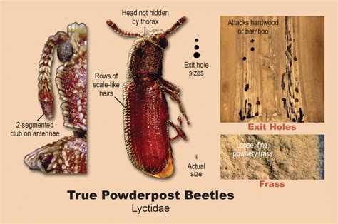 How To Get Rid of Powderpost Beetles - Pest Control Gurus