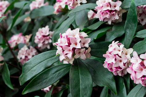 Daphne Shrubs: Plant Care and Growing Guide