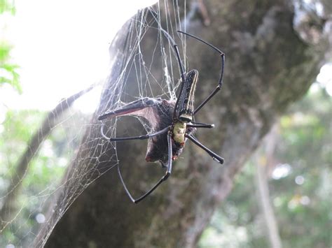 Ewwww! Photos of Bat-Eating Spiders | Live Science