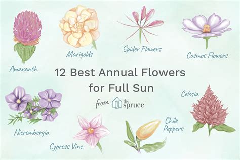 12 Best Annual Flowers for Full Sun