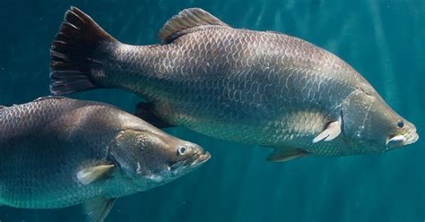 Barramundi · Tennessee Aquarium