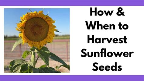 Harvesting Sunflower Seeds - How & When to Harvest Sunflower Seeds ...