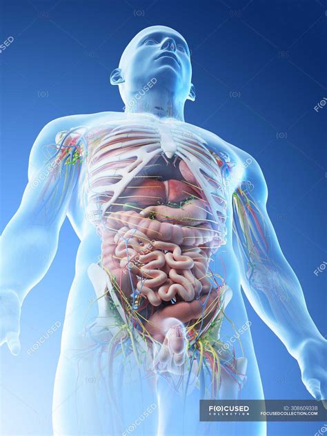 Anatomy Of Upper Body Organs