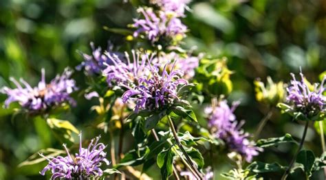 How to Plant, Grow and Care For Wild Bergamot