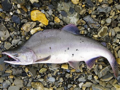 Pink Salmon - Bering Land Bridge National Preserve (U.S. National Park ...