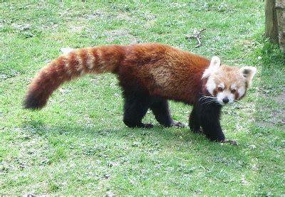 Photo and image: Real firefox animal in the world.