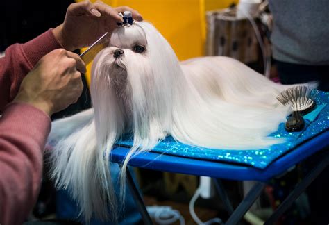 Best in Show? Cute backstage photos at America's biggest dog show