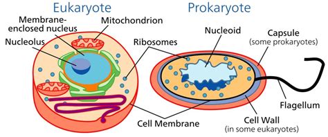 DNA Replication in Prokaryotes and Eukaryotes, Differences, Similarities