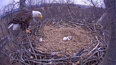 Bald Eagle Eggs Seen Hatching on State Forest Webcam - ABC News