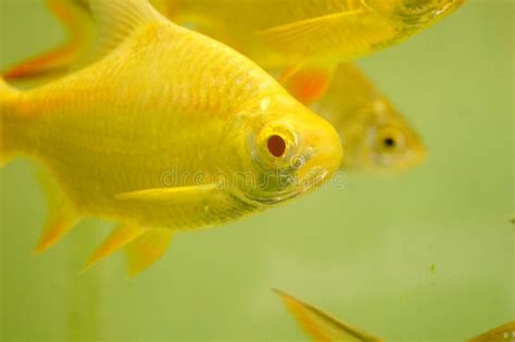 Aquarium ornamental fish stock image. Image of beautiful - 105690665