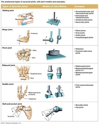 6 Types of Synovial Joints Flashcards | Quizlet