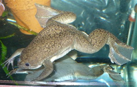 African CLawed and African Dwarf Frog Resources Page | Aquarimax Dwarf ...