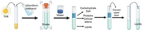 NC DNA Day » Lipid Extraction