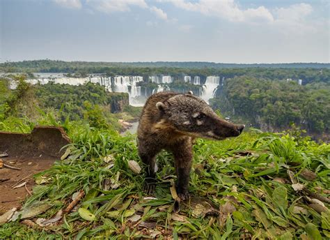 Iguazu Falls Travel Tips: 15 Things To Know Before You Go - Rainforest Cruises