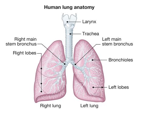 Lung cancer | Home Health UK