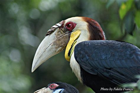 KANTOR BERITA KALIMANTAN : Photo Burung Enggang Khas Kalimantan