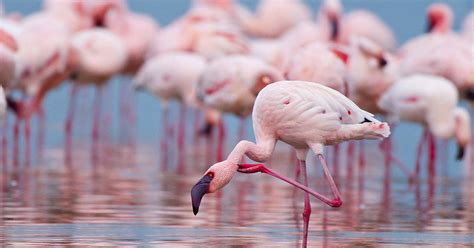 Lake Natron: See der rosa Flamingos