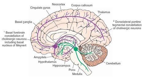 Basal forebrain — Newest Neuroscience Articles — Brain Stuff