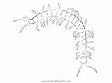 Centipede Coloring Page Pages Kidsuki sketch template