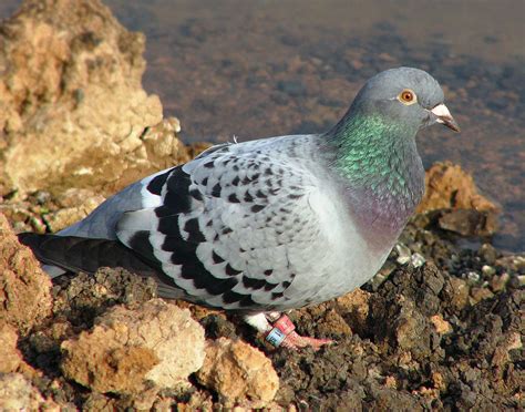 Carrier pigeon | bird | Britannica