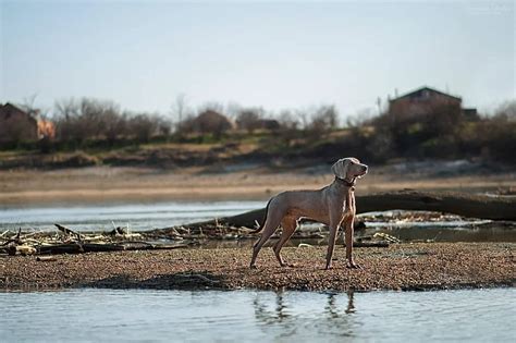 15 Facts About Raising and Training Weimaraners