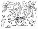 Color The Amazon Rainforest  Jungle coloring Pages rainforest sketch template