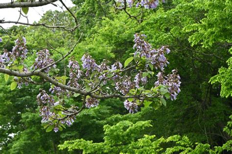 Paulownia Tree ( Paulownia Tomentosa ) Flowers. Stock Photo - Image of ...