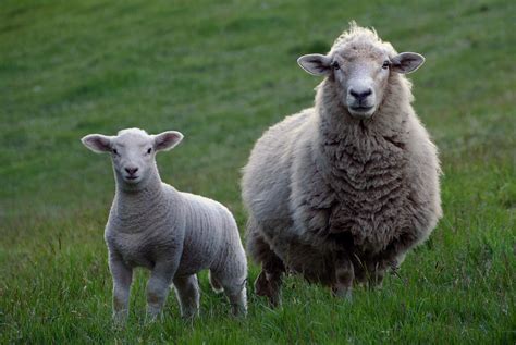 Sheep Free Stock Photo - Public Domain Pictures