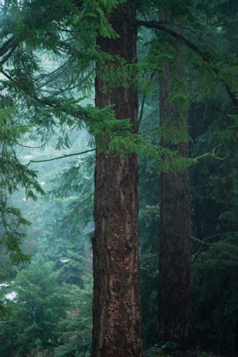 Oregon Douglas Fir Trees Stock Photo - Download Image Now - iStock