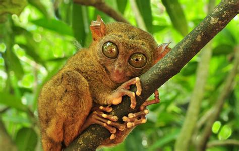 Interesting & Fun Facts About Tarsier