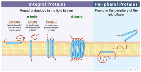 Peripheral Protein