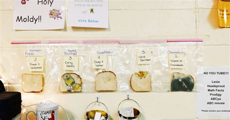 Teacher’s Genius Bread Experiment Shows Why Hand-Washing Matters