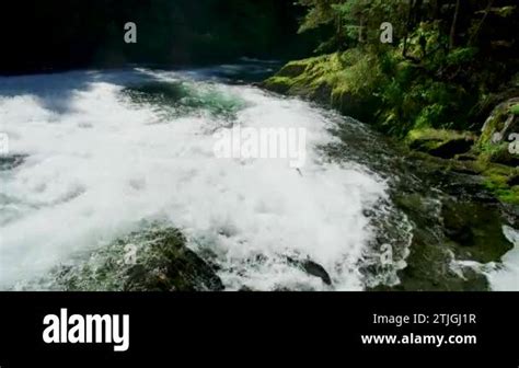 Fish struggle to jump onto the small waterfall to migrate upstream to ...