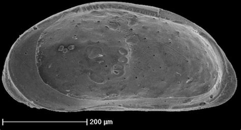 Wooster’s Fossils of the Week: Giant ostracods (Silurian of Estonia) | Wooster Geologists