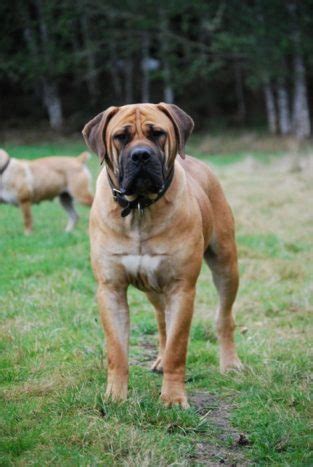 Belgian Mastiff: Everything You Need to Know - PetTime