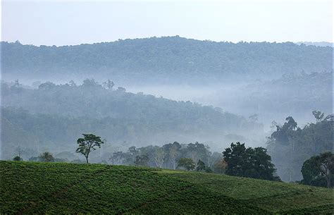 Bwindi Impenetrable National Park – Travel Guide, Map & More!