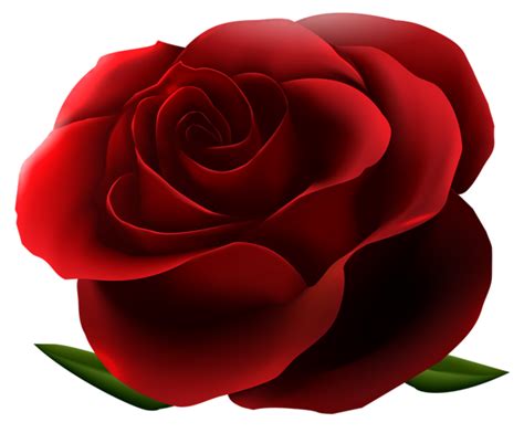 Red Rose Transparent PNG Image | Rose flower png, Rose clipart, Rose flower wallpaper