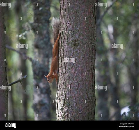 Red Squirrel in her natural habitat Stock Photo - Alamy