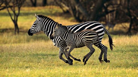 Zebra Baby Run With Mother . Animals beautiful, Animals wild, African animals, Cute Baby Zebra ...