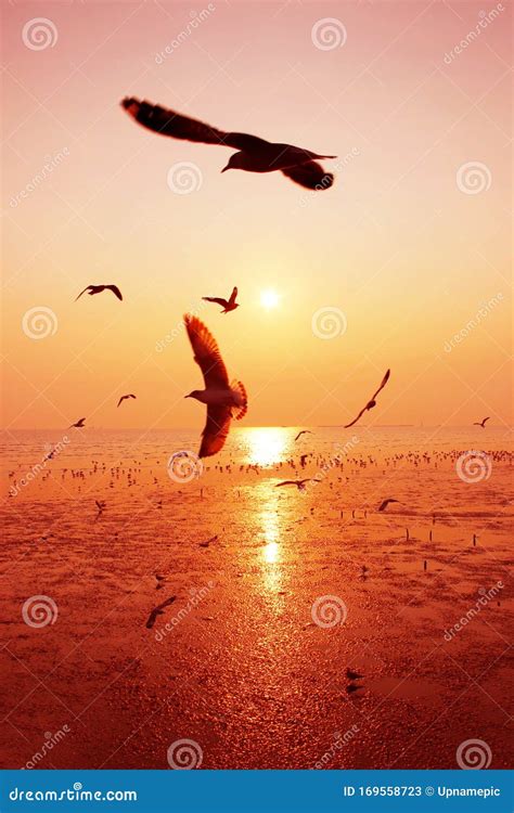 Beautiful Nature Landscape Sunset and Seagull Birds on the Beach. Stock ...