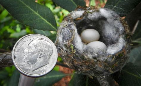 Size Comparison of Hummingbird Nest & Eggs | Trees to plant, Hummingbird nests, Garden urns