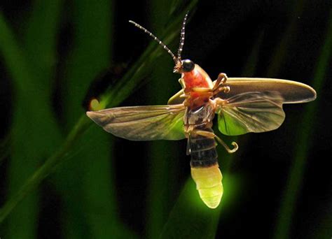 Fireflies -Life cycle and Myths about the light bugs - Environmental Earth