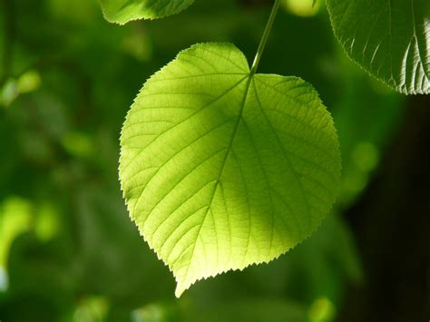 70,000+ Best Leaf Photos · 100% Free Download · Pexels Stock Photos