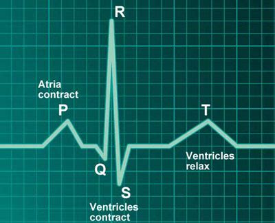 Heart Beat & Cardiac Volumes | The circulatory system