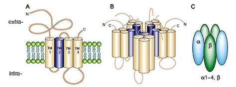 Glycine Receptor Diversity in the Mammalian Retina by Silke Haverkamp ...