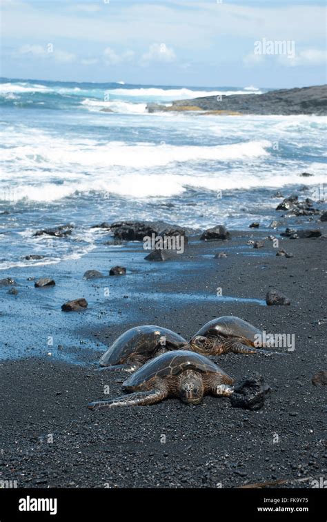 Green sea turtles on black sand beach (Punalu'u Beach) Hawaii, United ...