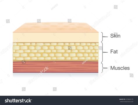 132,466 Skin fatness Images, Stock Photos & Vectors | Shutterstock